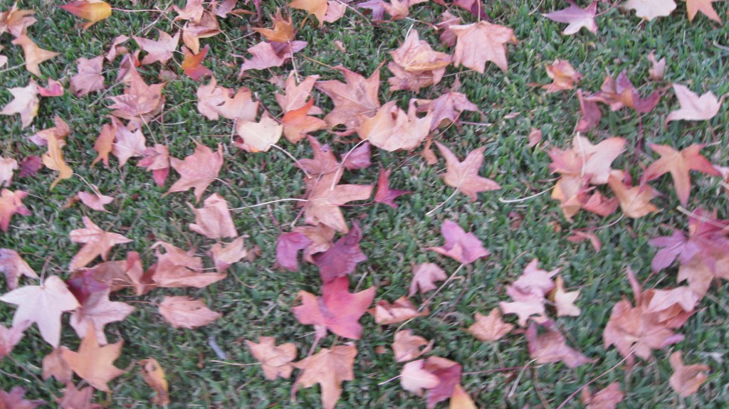 Fall leaves on grass